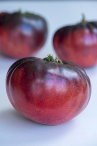 Tomato indigo blue beauty - tomato, 10