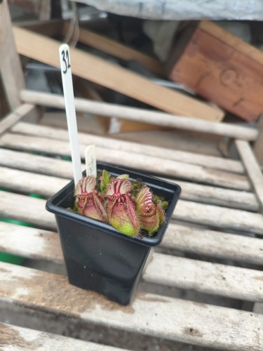 Cephalotus triffid albany - triffid,