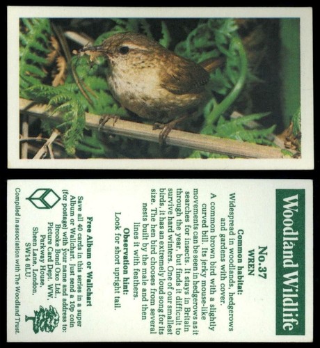 Wren woodland wildlife - #37,