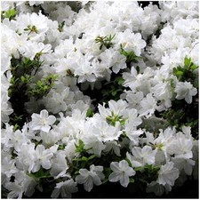 [x2] Dwarf Japanese Azalea Japonica 'Diamant White' |  Pot Plants | Shrubs