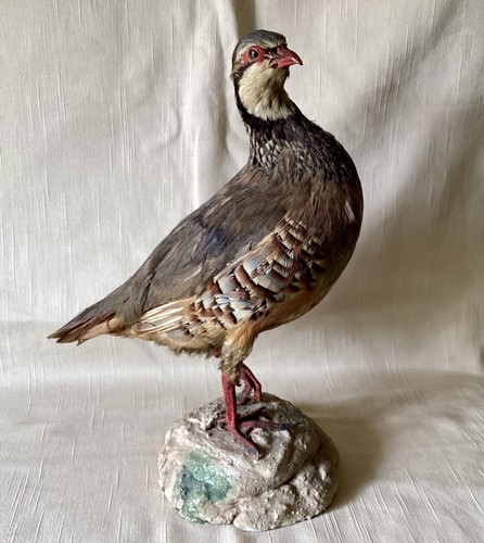 Red legged partridge taxidermy - red,
