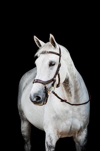 Rambo micklem multi bridle - 2,