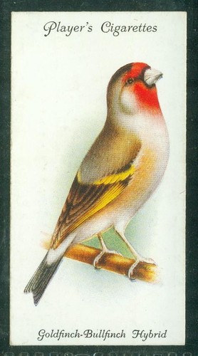 Bird card 018 1933 - bird, card,