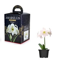 White Amaryllis Hippeastrum White Bulb Gift Set Large Flowering Bulb & Pot 24/26