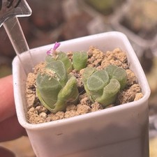 Exact Plant，3pcs rare