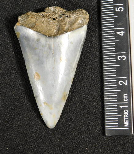 Nice ancestral great white - nice!,