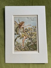 ‘Travellers Joy’ Flower