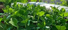 Fragrant and Colourful Sweet Pea Plants - 21 Strong Seedlings! Order now!
