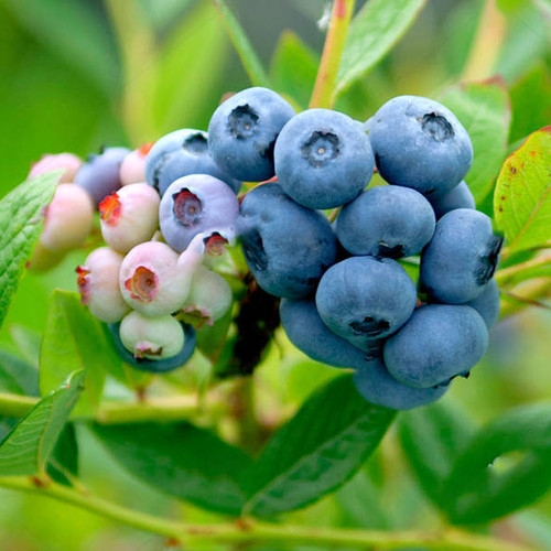 Blueberry vaccinium nelson - blueberry, 'nelson'