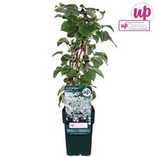 Hydrangea Climbing Anomala