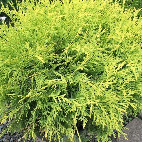 Thuja occidentalis golden - thuja, 'golden