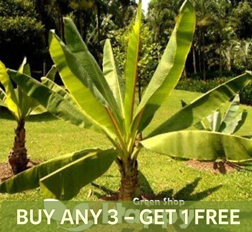 Ethiopian banana plant 5 - ethiopian,