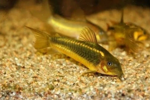 Gold laser corydoras - laser, –