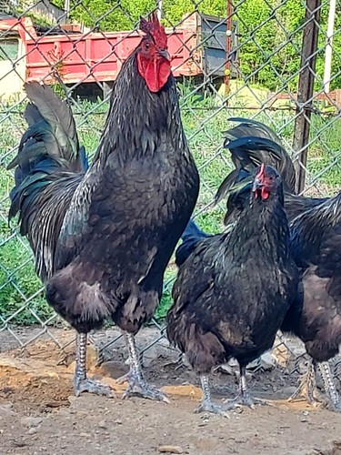 Purebred black australorp - purebred,