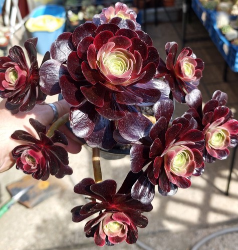Aeonium cupid variegated - cupid,