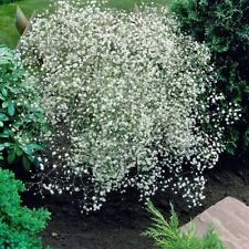 Gypsophila paniculata Baby's Breath Seeds x1 Packet (Approx. 600 Seeds) By T&M