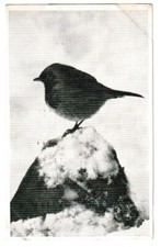 BLUECOL ANTIFREEZE MOTORING ADVERTISING POSTCARD ROBIN BIRD 1957