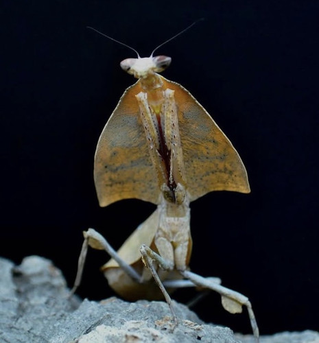 Dead leaf mantis - dead, nymph