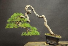 50 Scots Pine Seeds Pinus