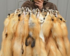 Tanned Red Fox  Winter