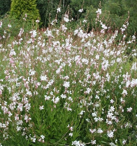 Gaura lindheimeri bare - lindheimeri, 3