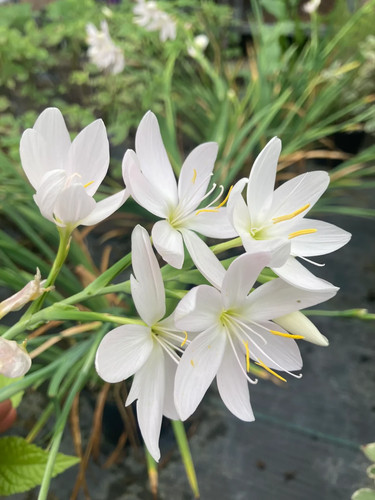 Schizostylis hesperantha - schizostylis,
