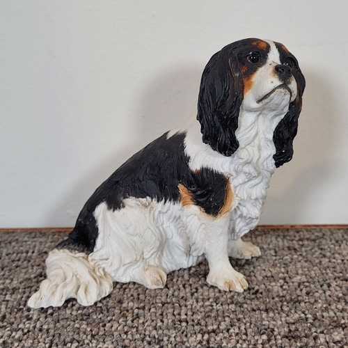 Bfa cavalier king charles - cavalier,