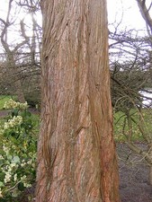 Dawn redwood tree metasequoia - dawn,