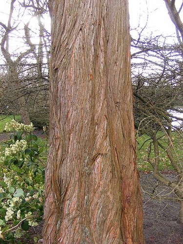 Dawn redwood tree metasequoia - tree,