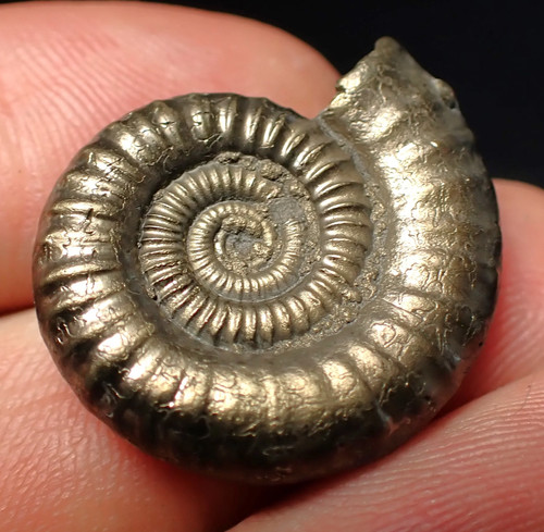 Stunning crucilobiceras pyrite - crucilobiceras,