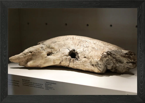 Mammoth tusk fossil framed - tusk,
