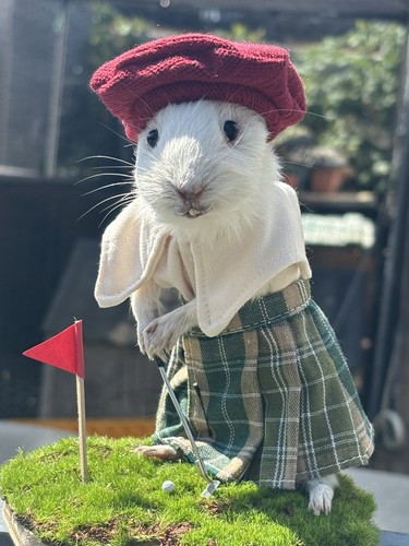 Taxidermy baby guinea pig - taxidermy,