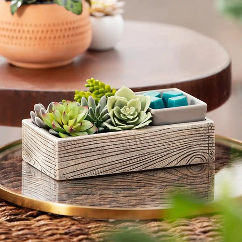 Scentsy suc cute lent - scentsy, 🎍🪴