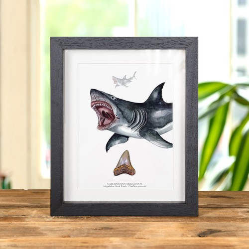 Inch megalodon shark - inch, &