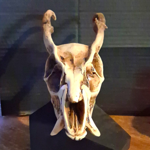 Longhorn skull with - longhorn, antlers