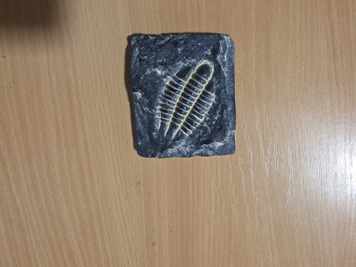 Trilobite fossil specimen - fossil,