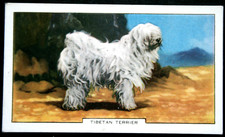 TIBETAN TERRIER  Vintage 1938  Illustrated Colour Card  FE17MS