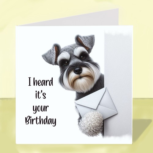 Miniature schnauzer dog - miniature,