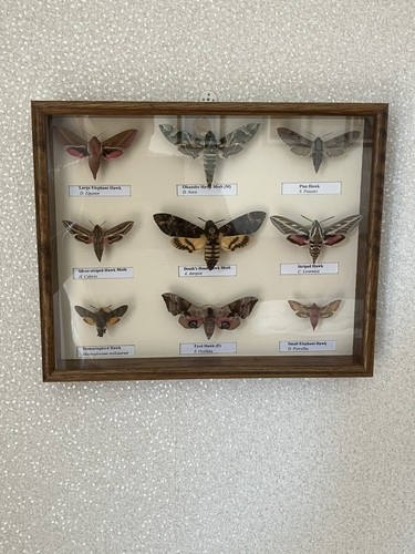 Beautiful collection hawk - collection, of