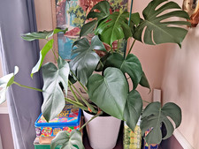 XL Monstera Deliciosa Swiss
