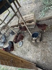 Rhode Island Red Hatching Eggs