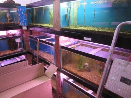 AQUATICS