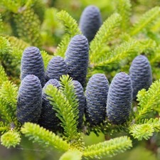 Abies koreana / Korean Fir