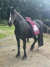 Equissage pulse massage pad - Used Good Condition.