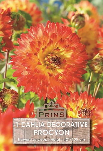 Dahlia bulb tuber decorative - bulb/tuber,