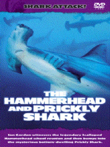 Shark attack the - shark, hammerhead