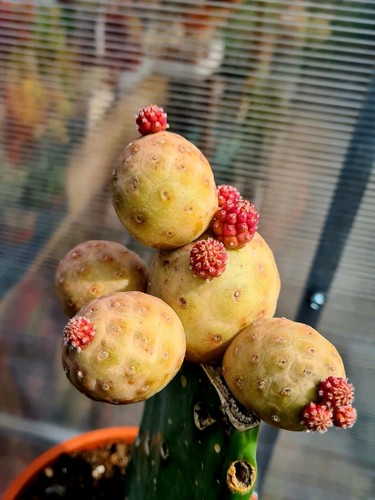 Tephrocactus geometricus - tephrocactus,