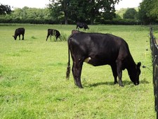 Photo A3 Aberdeen Angus Cattle