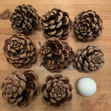 8 LARGE UNUSUAL FIR/PINE