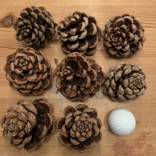 Large unusual fir - 8,